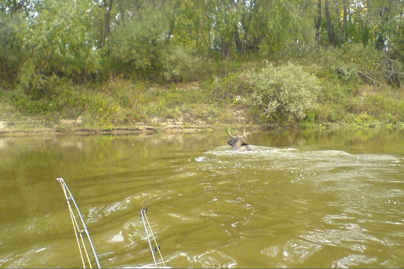 Лось, переплывающий реку